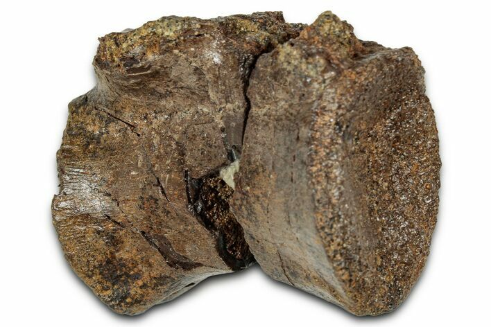 Ornithomimid (Struthiomimus?) Vertebra - South Dakota #342164